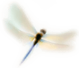 libelula